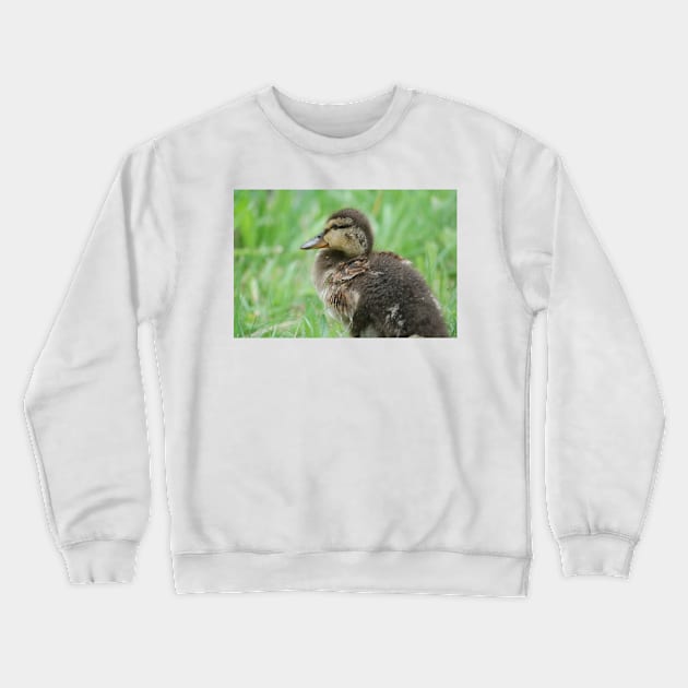 Duckling Crewneck Sweatshirt by DeVerviers